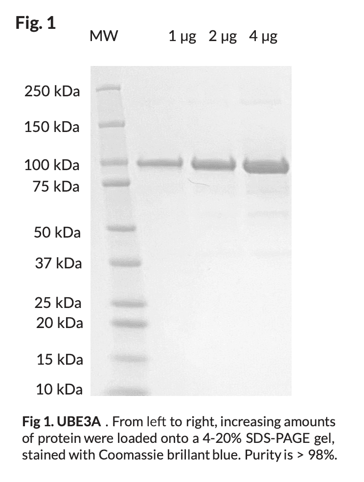 UBE3A-His₈ (E6AP) E3 Ligase Protein