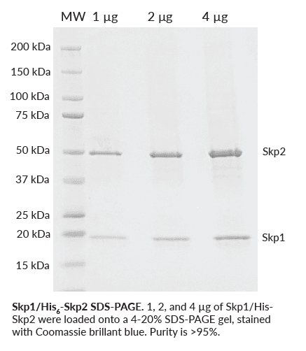 Skp1/Skp2 Recombinant Protein