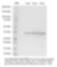 His10-SARS-CoV-2 (PLpro)
