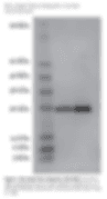 K6 Tetra-Ubiquitin