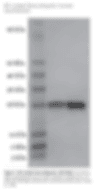 M1 Tetra Ubiquitin